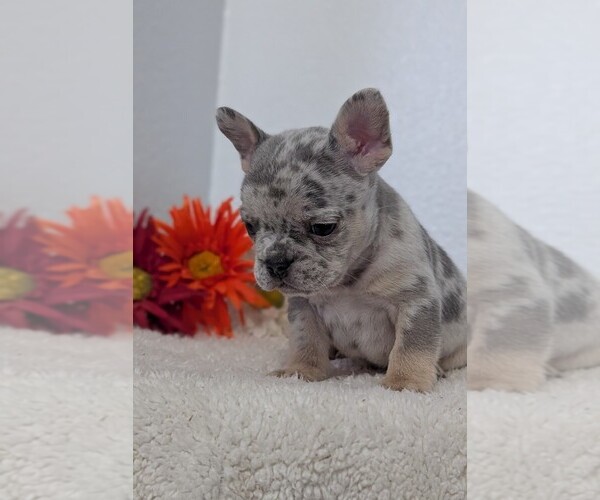 Medium Photo #32 French Bulldog Puppy For Sale in GOSHEN, IN, USA