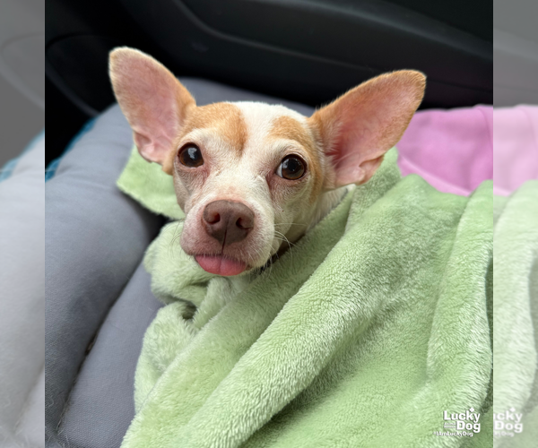 Medium Photo #2 Chihuahua-Unknown Mix Puppy For Sale in Washington, DC, USA