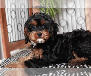 Cavapoo Puppy for sale in NAPLES, FL, USA