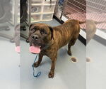 Small Bullmastiff