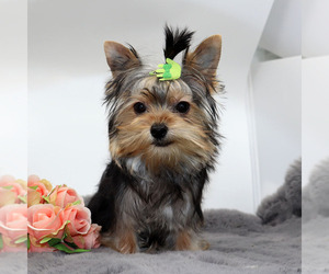 Yorkshire Terrier Puppy for sale in LOS ANGELES, CA, USA