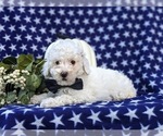 Small Photo #3 Poodle (Toy) Puppy For Sale in OXFORD, PA, USA