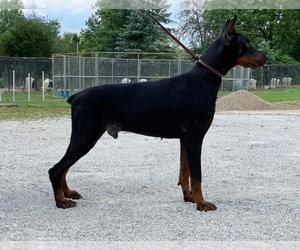 Father of the Doberman Pinscher puppies born on 04/01/2022
