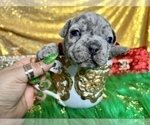 Small Photo #43 French Bulldog Puppy For Sale in HAYWARD, CA, USA