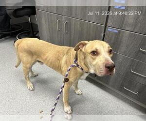 American Pit Bull Terrier-Unknown Mix Dogs for adoption in Ocala, FL, USA