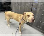Small American Pit Bull Terrier Mix