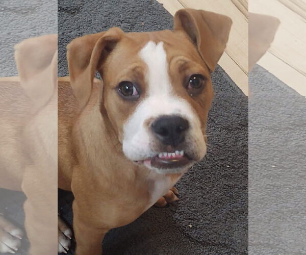 Medium Photo #10 Boxer-Unknown Mix Puppy For Sale in Burnsville, MN, USA