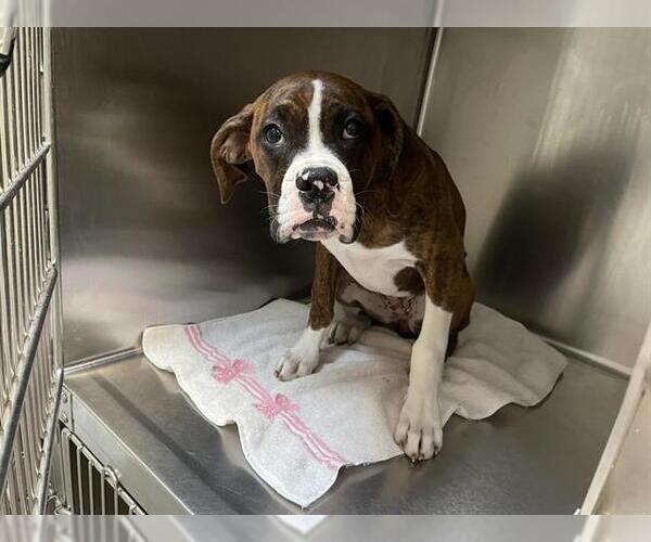 Medium Photo #1 Boxer Puppy For Sale in Pasadena, CA, USA