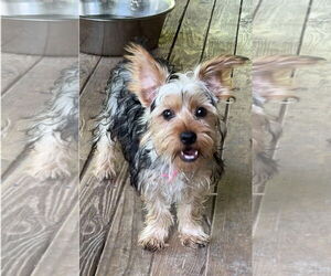 Mutt Dogs for adoption in Harrison, AR, USA