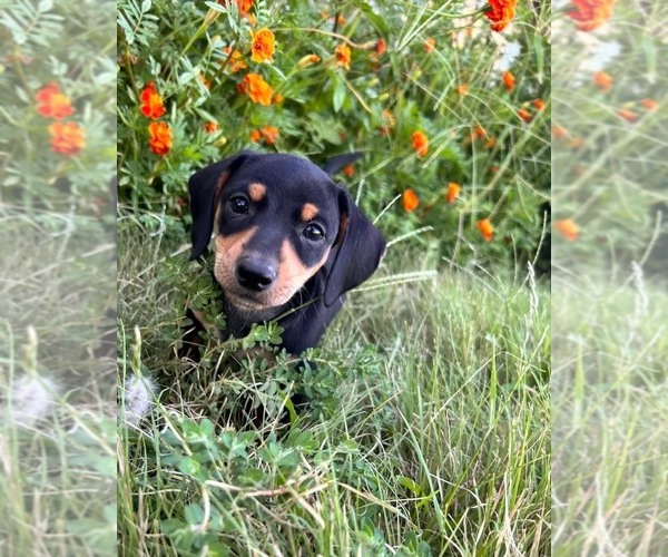 Medium Photo #1 Dachshund Puppy For Sale in DENTON, TX, USA