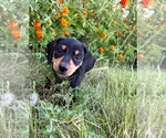 Small Photo #1 Dachshund Puppy For Sale in DENTON, TX, USA