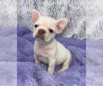 Small Photo #4 French Bulldog Puppy For Sale in SANDY HOOK, KY, USA