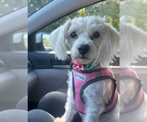 Maltese-Unknown Mix Dogs for adoption in Bethesda, MD, USA