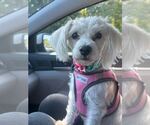 Small Maltese Mix