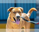 Small #1 Labrador Retriever Mix