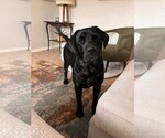 Small Photo #1 Golden Labrador Puppy For Sale in PORT ORANGE, FL, USA