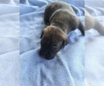 Puppy 7 Boxer