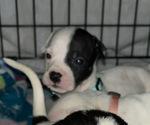 Puppy Split American Pit Bull Terrier