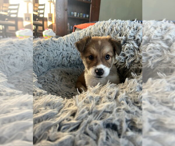 Medium Photo #3 Australian Shepherd-Unknown Mix Puppy For Sale in Andover, MN, USA