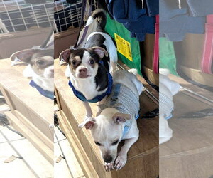 Chihuahua Dogs for adoption in Westmont, IL, USA