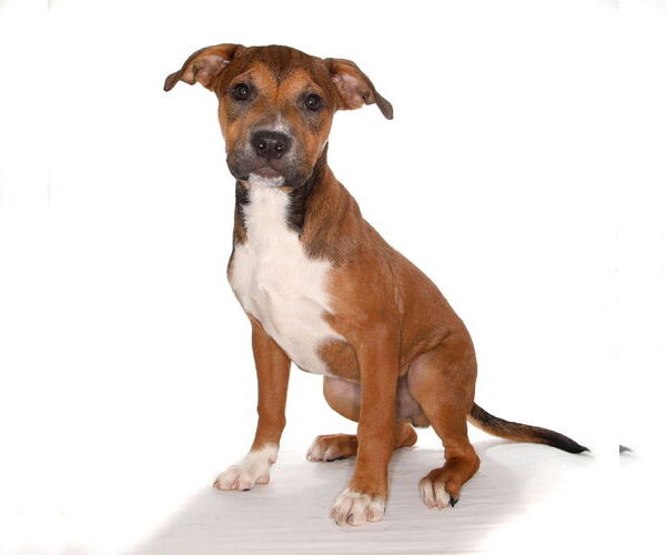 Medium Photo #3 Labrador Retriever-Unknown Mix Puppy For Sale in Oakland Park, FL, USA