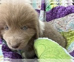 Small Photo #7 Newfoundland Puppy For Sale in JACKSON, NJ, USA
