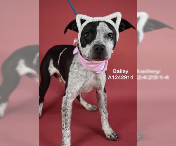 Medium Photo #2 Mutt Puppy For Sale in Bakersfield, CA, USA