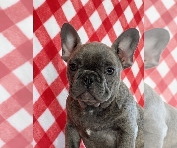 Medium Photo #1 French Bulldog Puppy For Sale in BEECH GROVE, IN, USA