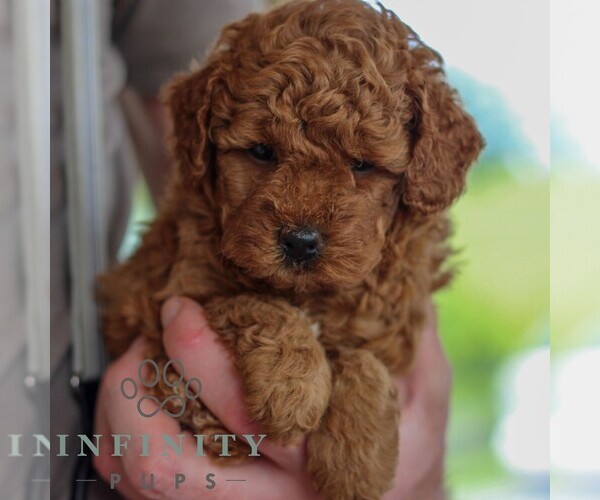 Medium Photo #5 Goldendoodle (Miniature) Puppy For Sale in NARVON, PA, USA