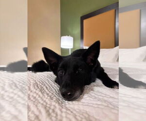 CD : Dolly - Female German Shepherd Dog-Unknown Mix Dog for Adoption - Photo #2