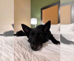 Small Photo #2 German Shepherd Dog-Unknown Mix Puppy For Sale in Aurora, IN, USA