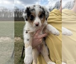 Puppy Puppy 7 Australian Shepherd