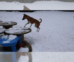 Small #21 Saluki-Whippet Mix