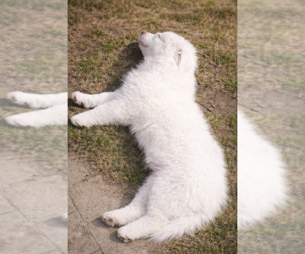 Medium Photo #5 Australian Shepherd Puppy For Sale in MABEL, MN, USA