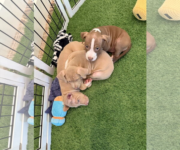 Medium Photo #6 Mutt Puppy For Sale in Sanford, FL, USA