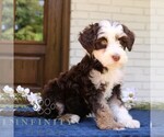 Small #2 Bernedoodle (Miniature)