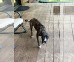 Small #11 Boxer Mix