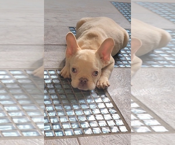 Medium Photo #1 French Bulldog Puppy For Sale in INDIANAPOLIS, IN, USA