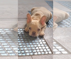 French Bulldog Puppy for sale in INDIANAPOLIS, IN, USA
