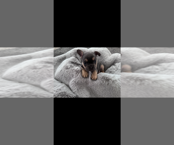 Medium Photo #3 French Bulldog Puppy For Sale in NORTH VERNON, IN, USA