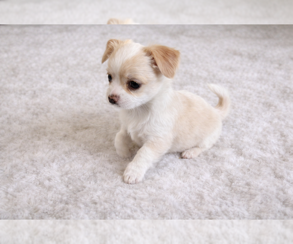Medium Photo #6 Chihuahua Puppy For Sale in ALLEN, TX, USA