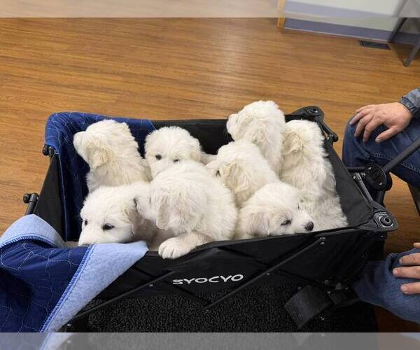 Medium Photo #1 Great Pyrenees Puppy For Sale in CORY, IN, USA