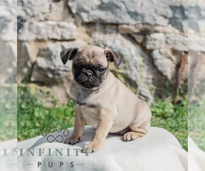 Pug Puppy for sale in CHAMBERSBURG, PA, USA