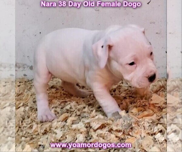 Medium Photo #92 Dogo Argentino Puppy For Sale in JANE, MO, USA