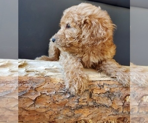 Labradoodle Puppy for sale in PARKER, CO, USA