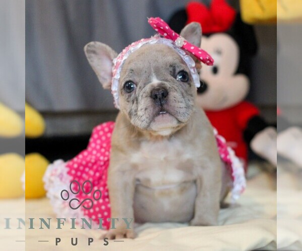 Medium Photo #3 French Bulldog Puppy For Sale in YORK, PA, USA