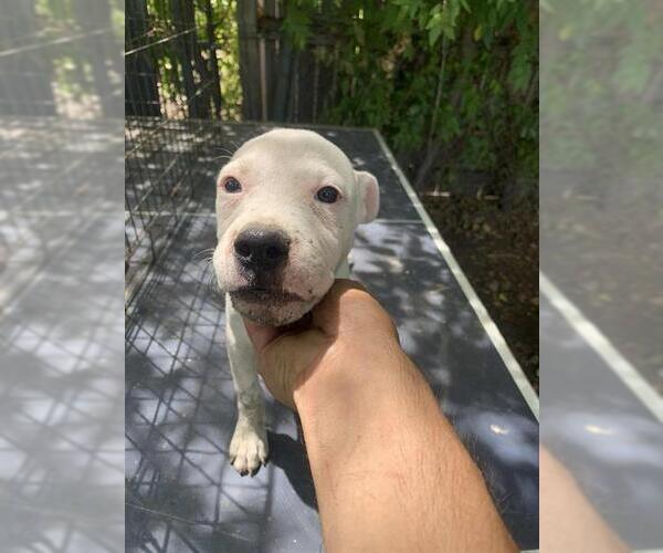 Medium Photo #1 American Staffordshire Terrier-Unknown Mix Puppy For Sale in San Antonio, TX, USA