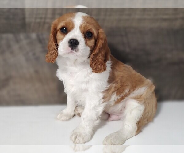 Medium Photo #1 Cavalier King Charles Spaniel Puppy For Sale in CLARK, MO, USA