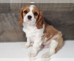 Cavalier King Charles Spaniel Puppy for Sale in CLARK, Missouri USA