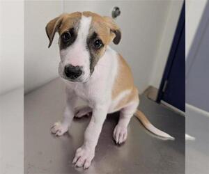 Border Collie-Unknown Mix Dogs for adoption in Bakersfield, CA, USA